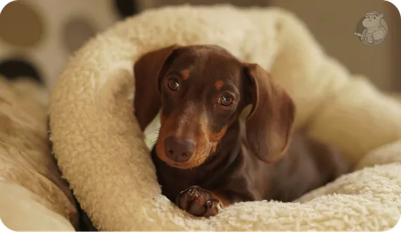 dorosły jamnik w miękkim legowisku imitującym norkę